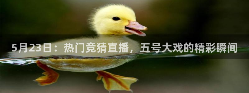857足球赛直播：5月23日：热门竞猜直播，五号大戏的精彩瞬间
